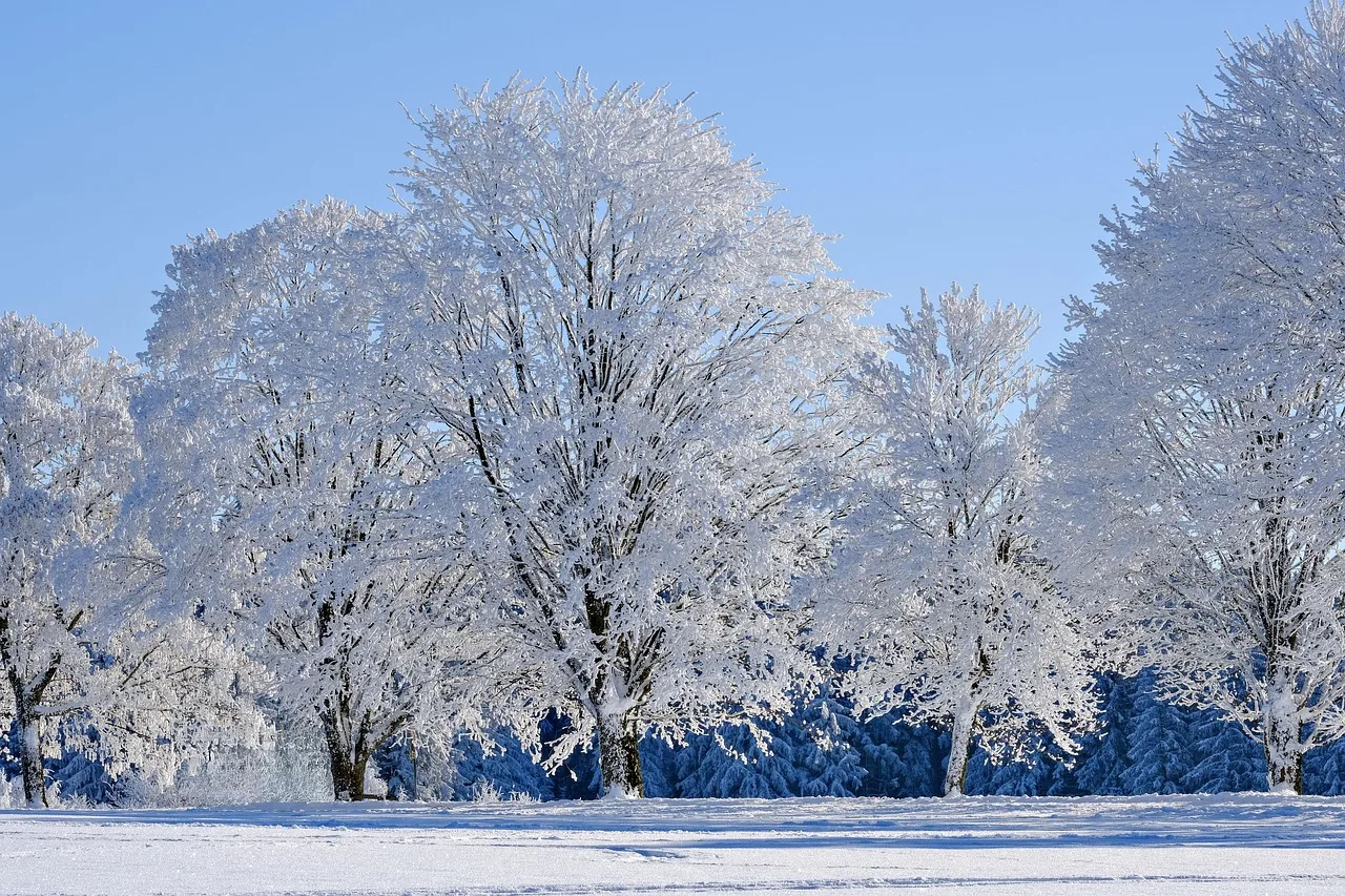 winter, sneeuw, bomen, vorst, winterlandschap, natuur, bedekt met sneeuw